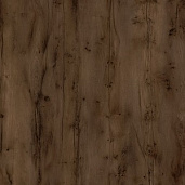 Таксония шоколадная